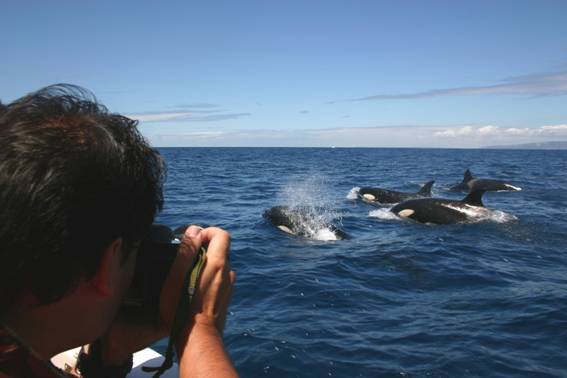 cetaceos marinos emporda costa brava mediterraneo