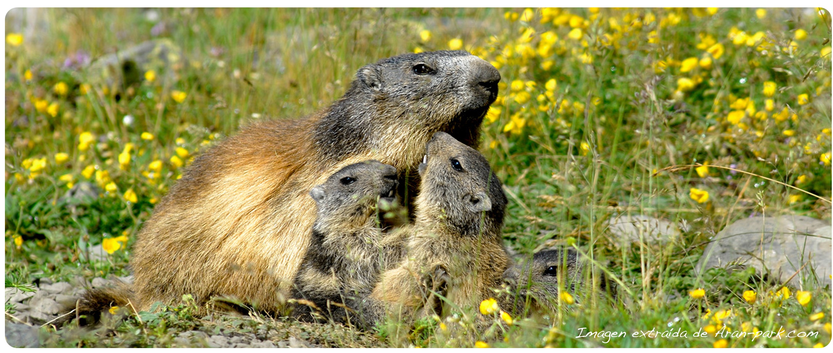 marmota valle de aran